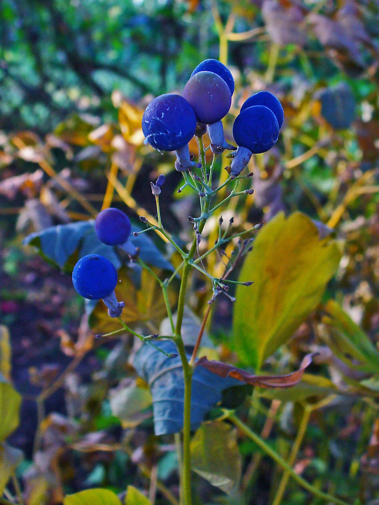 Blue Cohosh (caulophyllum thalictroides) extract