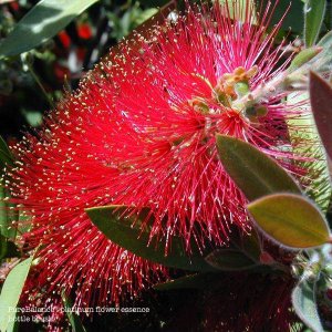 Bottle Brush Flower Essence