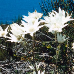 Flannel Flower Essence