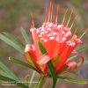 Mountain Devils' flower essence with herkimer diamond
