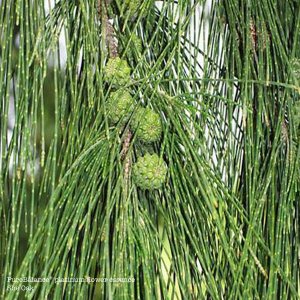 Shea Oak flower essence