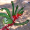kangaroo Paw Flower Essence with Herkimer diamond