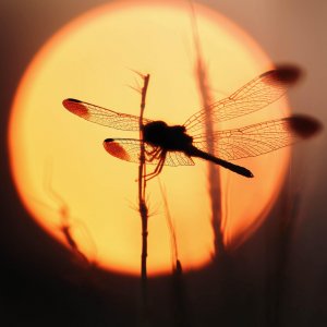 Platinum Luminary Subscription